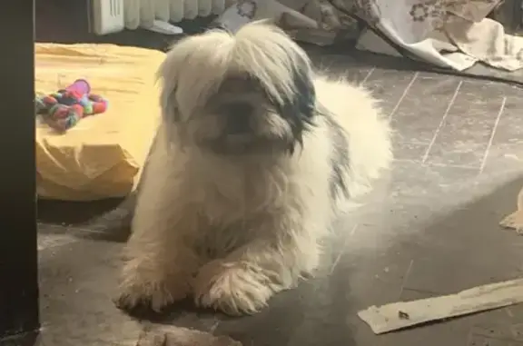 Найдена собака, Ростов-на-Дону, фото: Найдена немая собака, Текучёва 159А