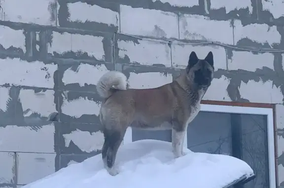 Пропала собака, Боровая ул., Бердск - photo