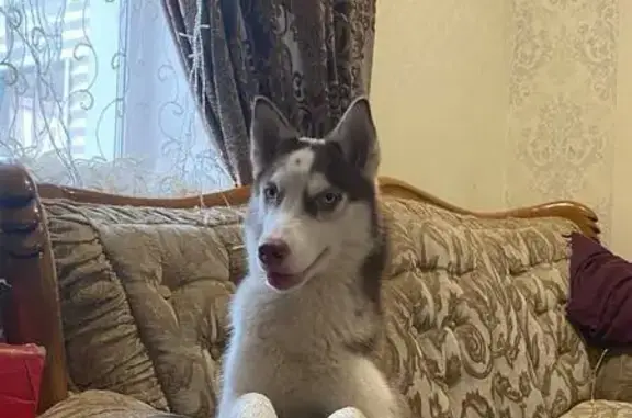 Собаки потеряшки, Курган, фото: Потеряшка хаски, Курган, ул. 15, к2