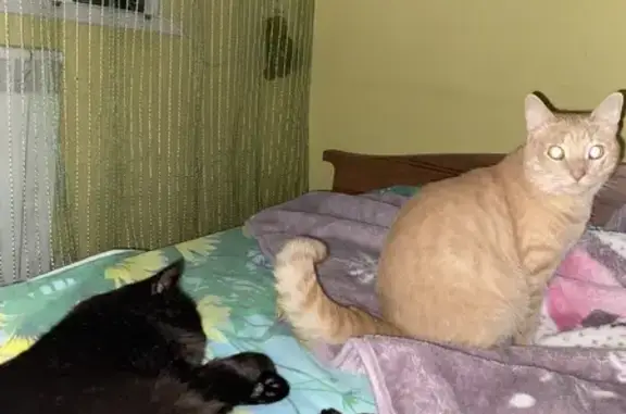 Пропала кошка Персик, ул. Пугачёва 13 - photo