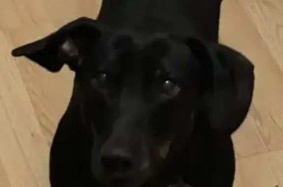 Найдена собака, Москва, фото: Такса найдена на Курьяновском бульваре