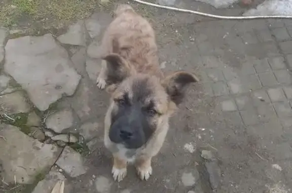 Объявления о пропавших и найденных животных, Кропоткин, фото: Собака найдена: Красноармейская, 18