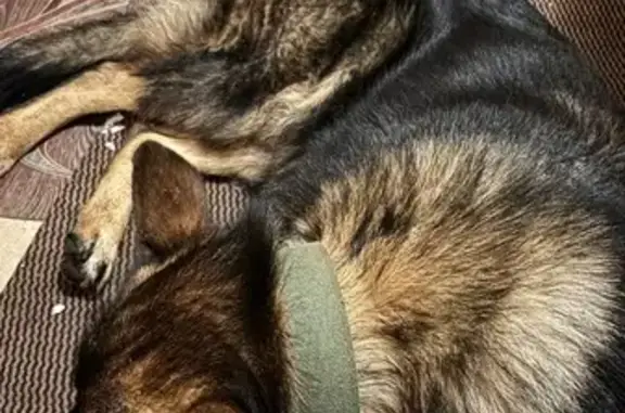 Найдена собака, Таганрог, фото: Собака найдена: Пушкинская наб., Таганрог