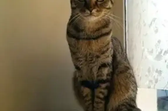 Пропал кот Борис, ул. Белинского 10, Казань - photo