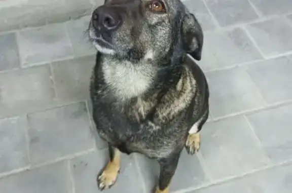 Пропала собака, Золотистая ул. 12, Ростов-на-Дону - photo