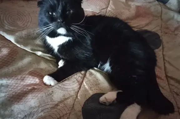 Найдена кошка, Муром, фото: Найден кот на Коммунистической, 34, Муром