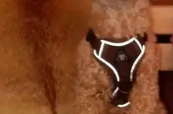 Собаки потеряшки, Шошка, фото: Потеряшка собака в Республике Коми