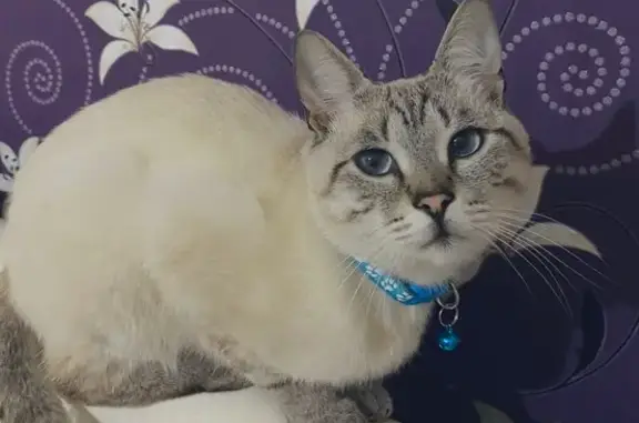 Пропала кошка, ул. Д. Бедного, Валуйки - photo