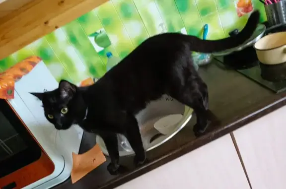 Пропал кот, КП Вельяминовский Уезд - photo