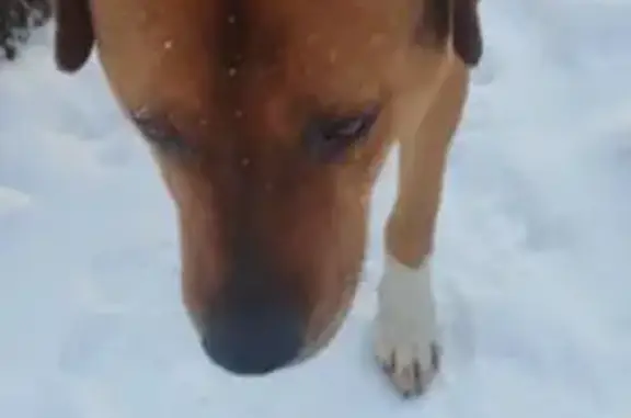Найдена собака, Пищулинский сельсовет, фото: Собака найдена: Пищулинский с/с, Липецк