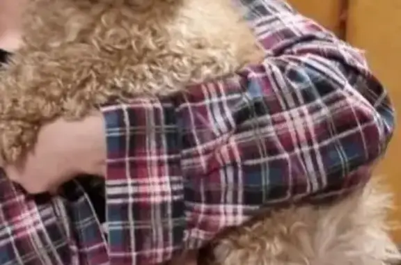 Пропала собака в Шошке, Коми - photo