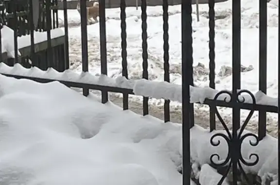 Найдена собака, Калининград, фото: Акита Ину найдена: Алданская 5, Калининград