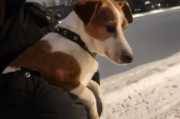 Найдена собака у автомойки на Вишнёвой, 13 - photo