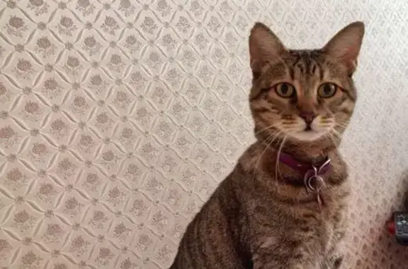 Кошки потеряшки, Сыктывкар, фото: Потеряшка кошка, Покровский бул., 14, Сыктывкар