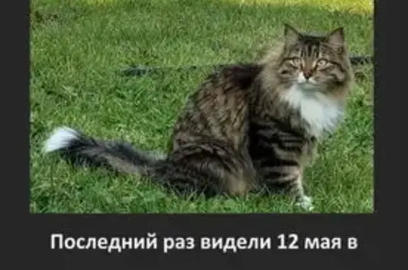 Кошки потеряшки, Светлый, фото: Потеряшка кошка на Марамзина 154