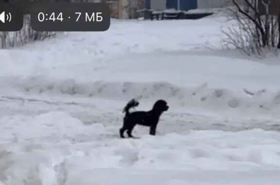 Пропала собака, Широкая 13 к4, Москва - photo