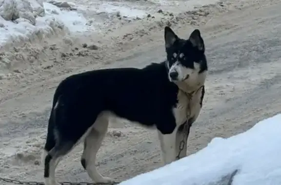 Объявления о пропавших и найденных животных, Кострома, фото: Собака найдена на Н. Бабушкиной, 23, Кострома