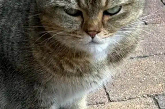 Пропал кот Лео, Лозовая 42, Ставрополь - photo