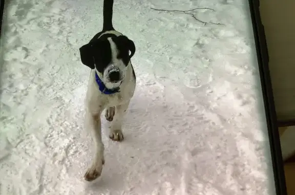 Найдена собака, Владимир, фото: Собака найдена на ул. Сурикова, Владимир