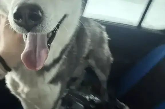 Найдена собака, Тула, фото: Собака найдена у стадиона Металлург, Тула