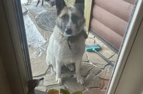 Пропала собака в Азинском лесу, Казань - photo