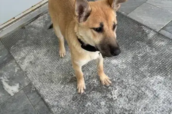 Найдена собака, Йошкар-Ола, фото: Щенок найден: ул. Воинов-Интернационалистов, 21