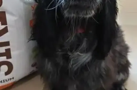 Найдена собака, Ярославль, фото: Спаниель найден у ТЦ Ива, ул. Подзеленье