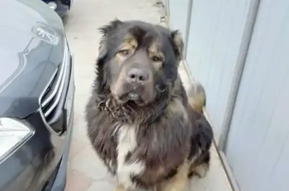 Пропала собака, Зареченская ул., Пушкарное - photo