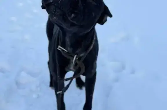 Найдена раненая собака, ул. Богдановича, 16 - photo