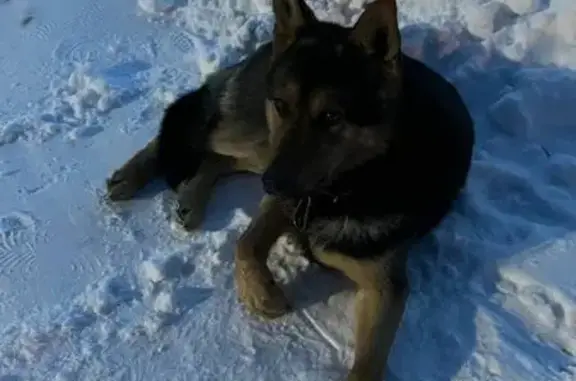Найдена собака, Большие Кабаны, фото: Собака найдена на ул. Лермонтова, Большие Кабаны