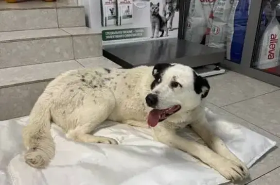 Найдена собака, Тюмень, фото: Собака найдена у Магнита, Логунова, Тюмень