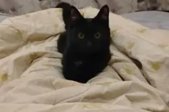 Кошки потеряшки, Новосибирск, фото: Потеряшка кошка, ул. Тюленина, 1/2, Нск