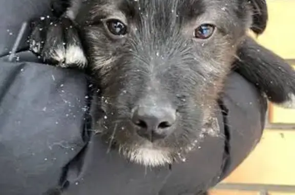 Пропала собака на ул. Васильевская, Паренкина - photo