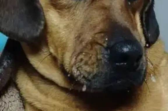 Найдена собака, Краснодар, фото: Собака найдена у озера в Краснодарском крае