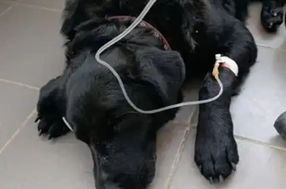 Найдена собака, Жуков, фото: Найдена собака: Жуков, ул. Гурьянова, 16