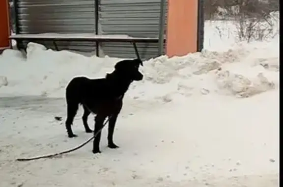 Объявления о пропавших и найденных животных, Сердобск, фото: Собака найдена на трассе, Сердобск