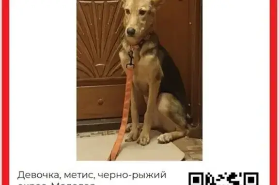 Объявления о пропавших и найденных животных, Москва, фото: Собака найдена: ул. Молодцова, Москва