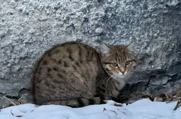 Объявления о пропавших и найденных животных, Екатеринбург, фото: Кошка найдена на Крауля, 57, Екатеринбург