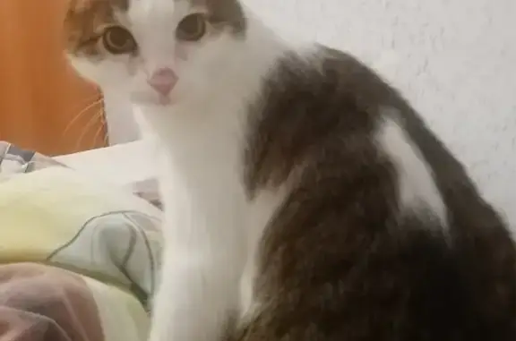 Объявления о пропавших и найденных животных, Туймазы, фото: Пропала кошка, Туймазы, Башкортостан