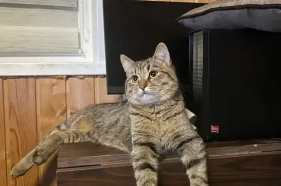 Пропала кошка, Майская ул., Ногинск - photo