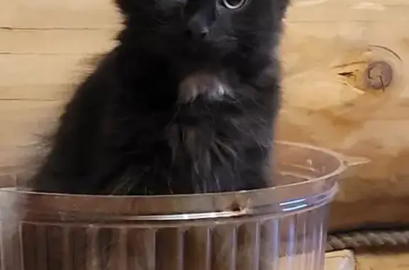 Пропала кошка, Туношенское - photo