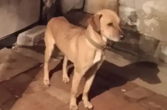 Пропала собака на Чуйском тракте, Казачий - photo