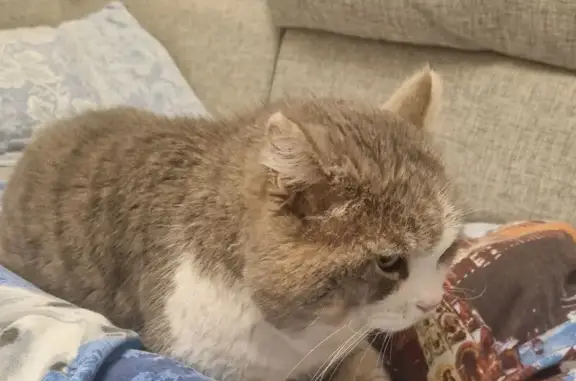 Пропал кот Тима, ул. Советской Армии, 271А - photo