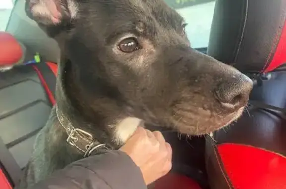 Найдена собака, Тюмень, фото: Собака найдена на Мельникайте, Тюмень