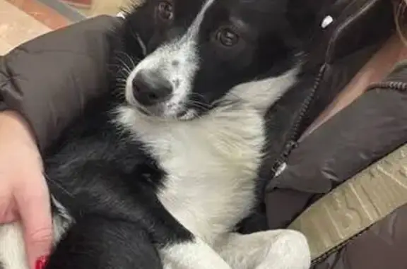 Найдена собака, Тюмень, фото: Найдена собака, Советская ул., Тюмень