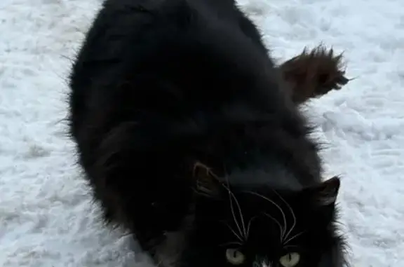 Найдена кошка, Нивенское, фото: Кошка найдена у антикор центра, Нивенское