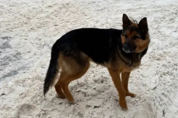 Объявления о пропавших и найденных животных, Черноголовка, фото: Собака найдена: Школьный бульвар, 23