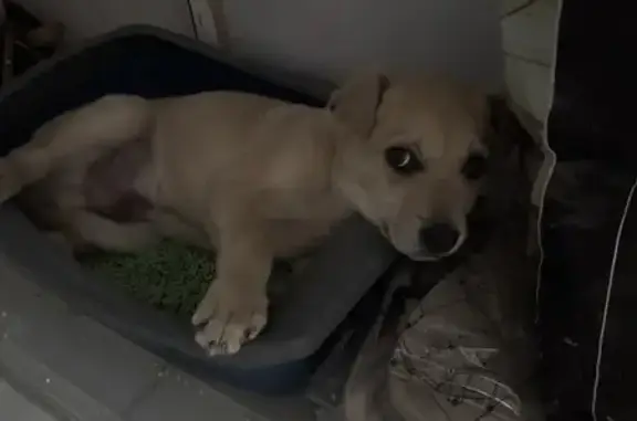 Найдена собака, Астрахань, фото: Собака найдена: пл. Ленина, Астрахань