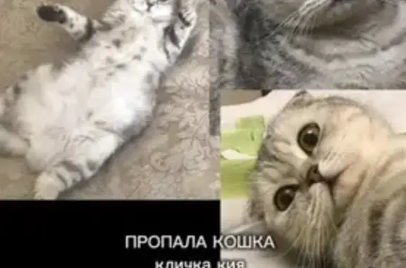 Пропала кошка, Пионерская 300, Майкоп - photo