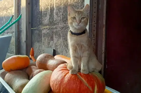 Пропал кот Рыжик, Верхняя ул. 109, Липецк - photo